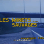 les minets…sauvages (1984)